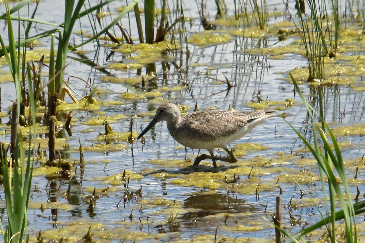 Willet - ML620425675