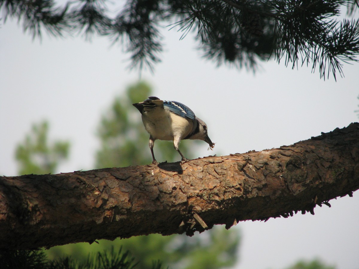 Blue Jay - ML620425679