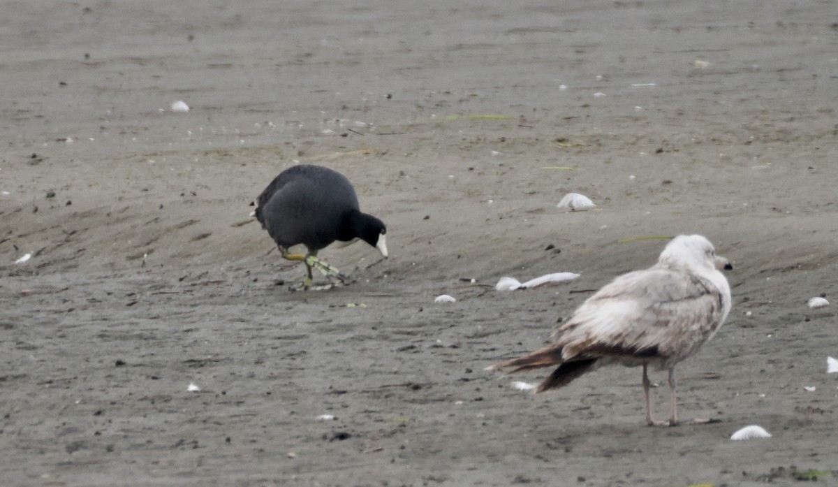 American Coot - ML620425685