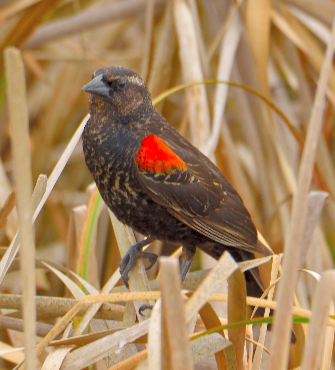 Red-winged Blackbird - ML620425691