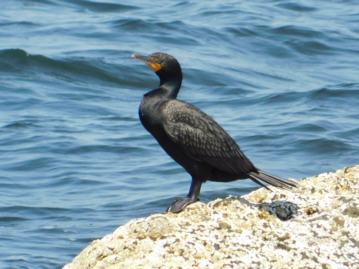 Double-crested Cormorant - ML620425693