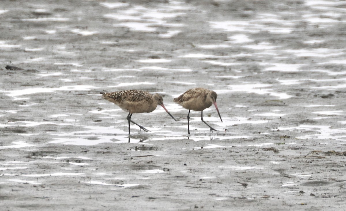 Marbled Godwit - ML620425696