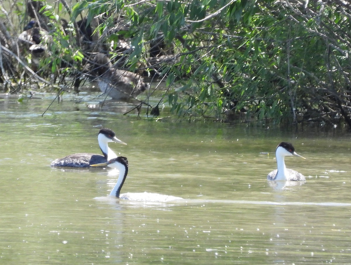 Western Grebe - ML620425700