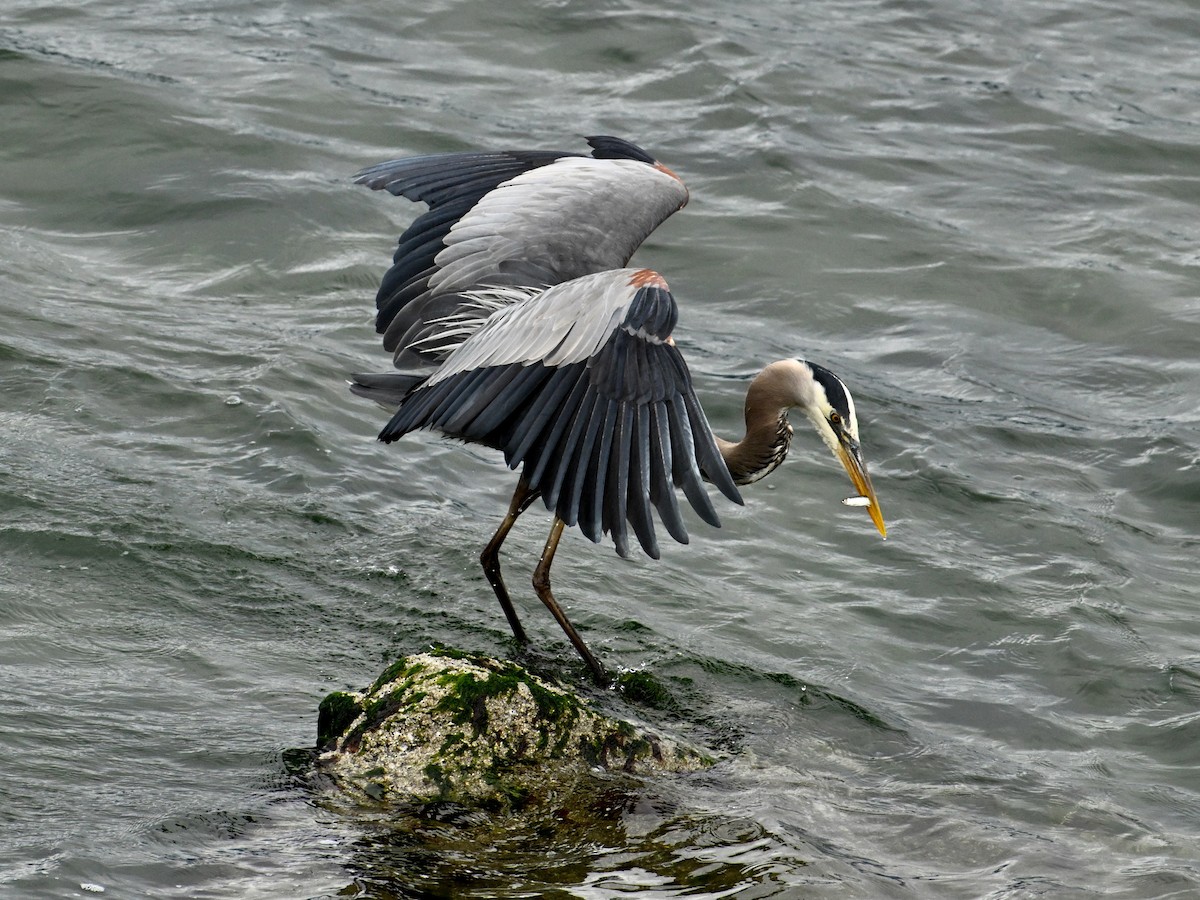 Garza Azulada - ML620425706