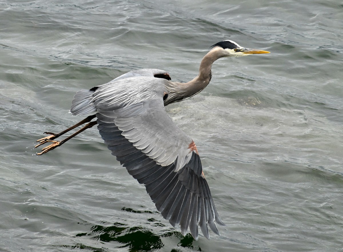 Great Blue Heron - ML620425707