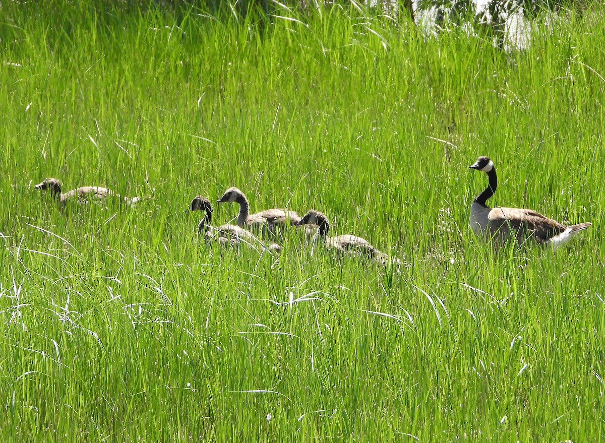 Canada Goose - ML620425708