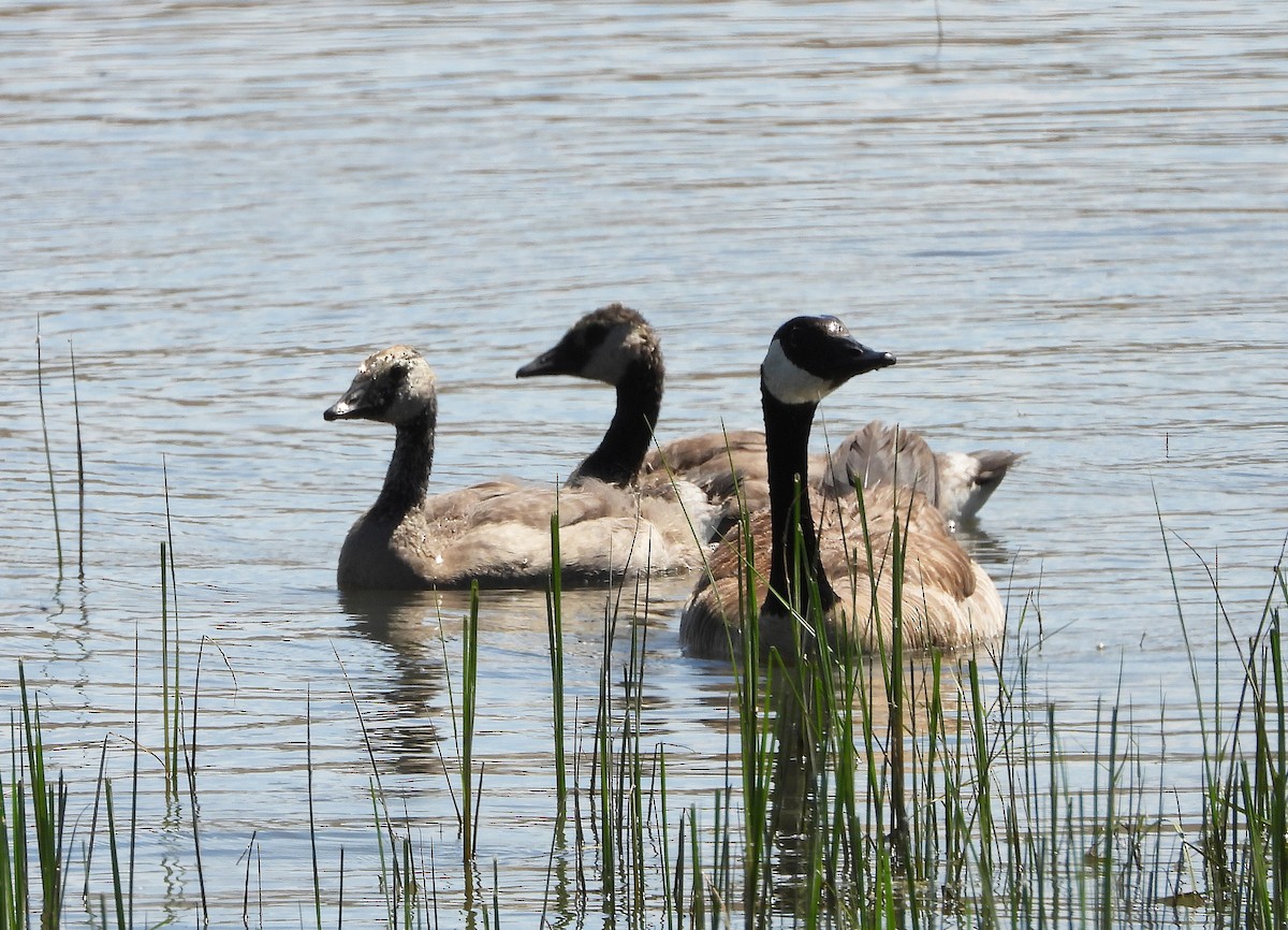 Canada Goose - ML620425713