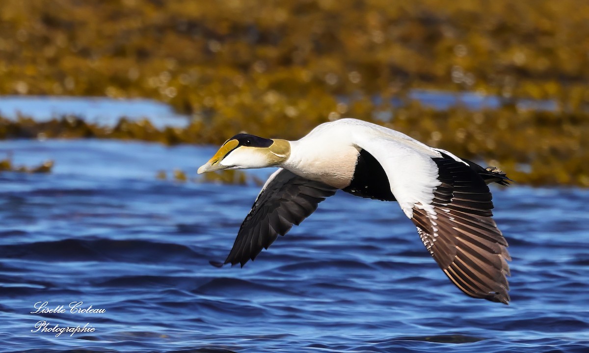 Common Eider - ML620425716