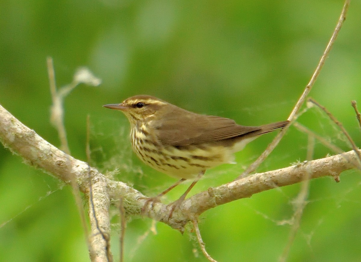 Northern Waterthrush - ML620425725