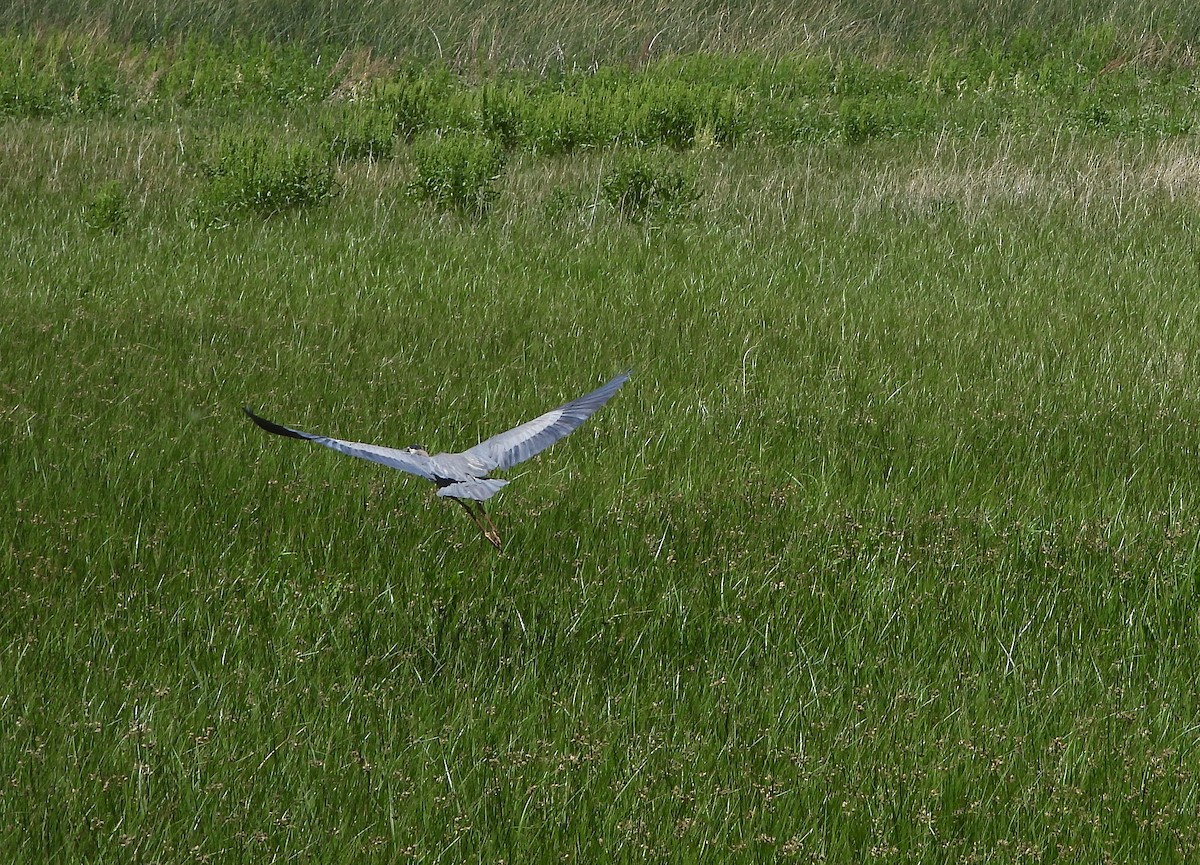 Great Blue Heron - ML620425726