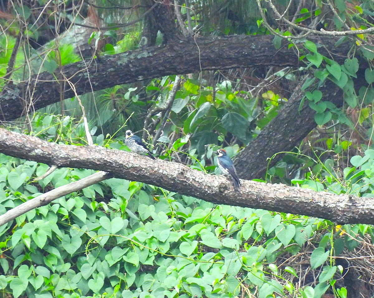 Acorn Woodpecker - ML620425736