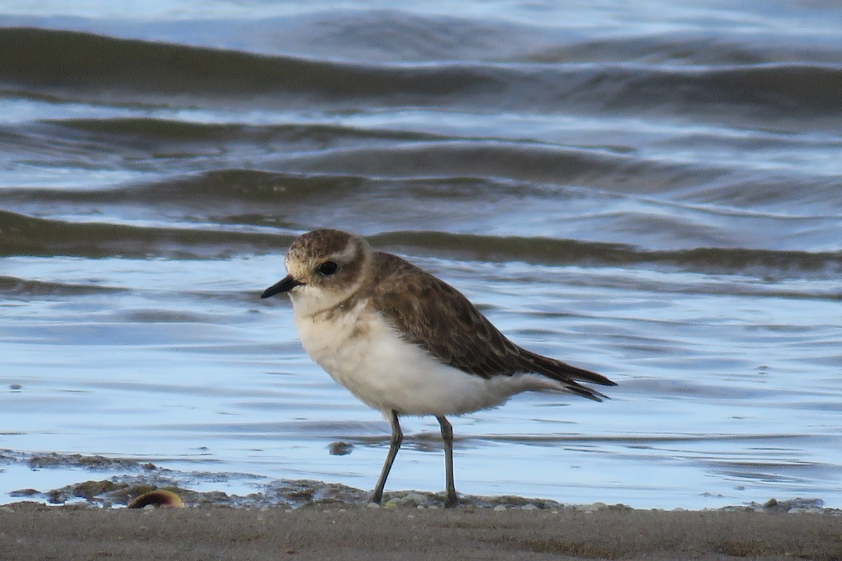 Double-banded Plover - ML620425741