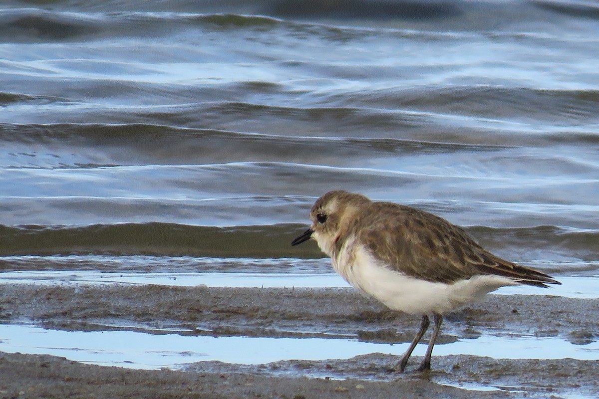 Double-banded Plover - ML620425742