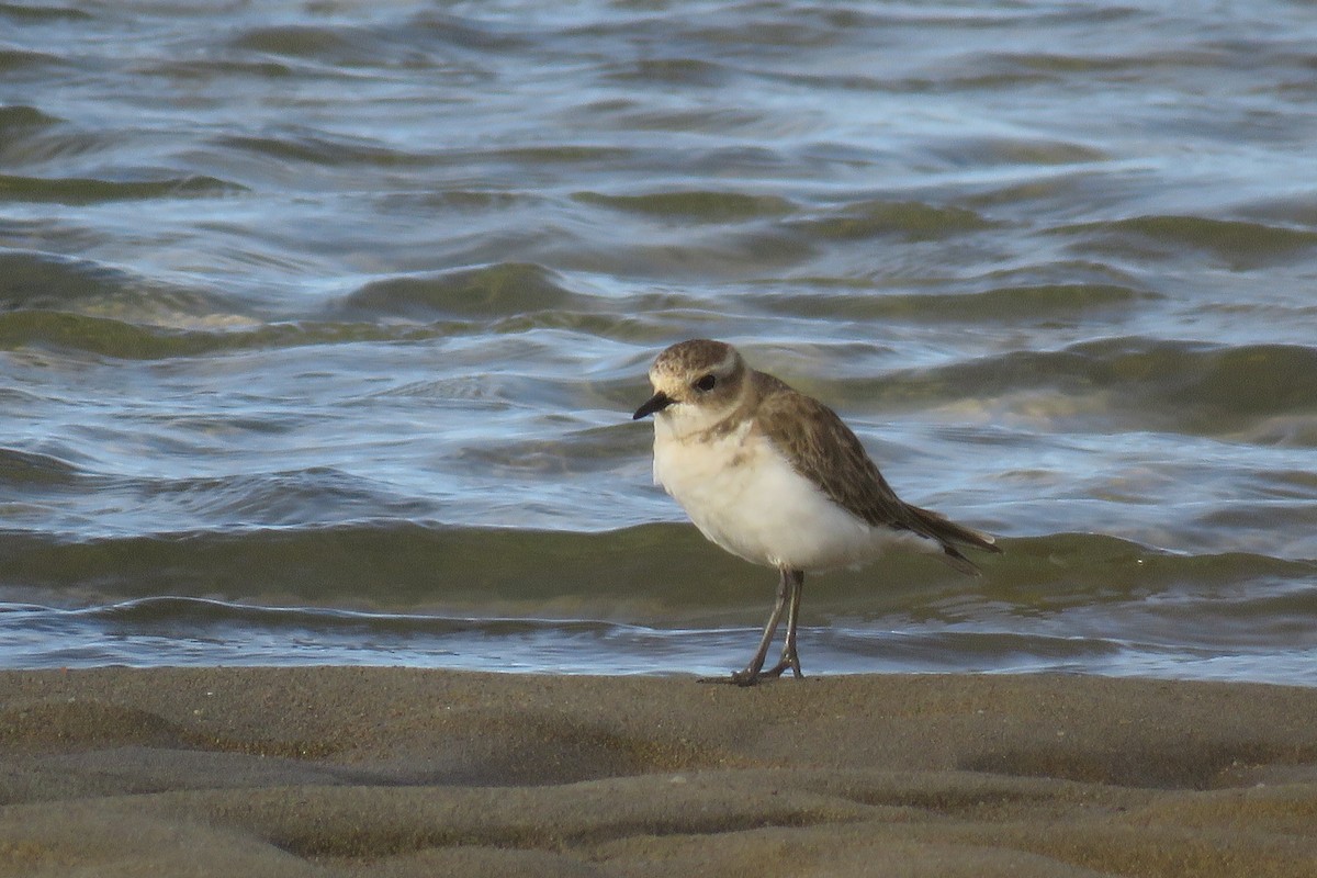 Double-banded Plover - ML620425743
