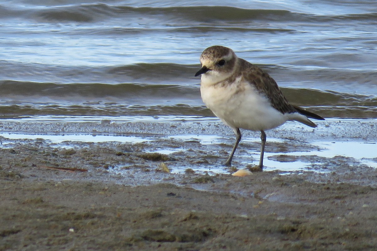 Double-banded Plover - ML620425744