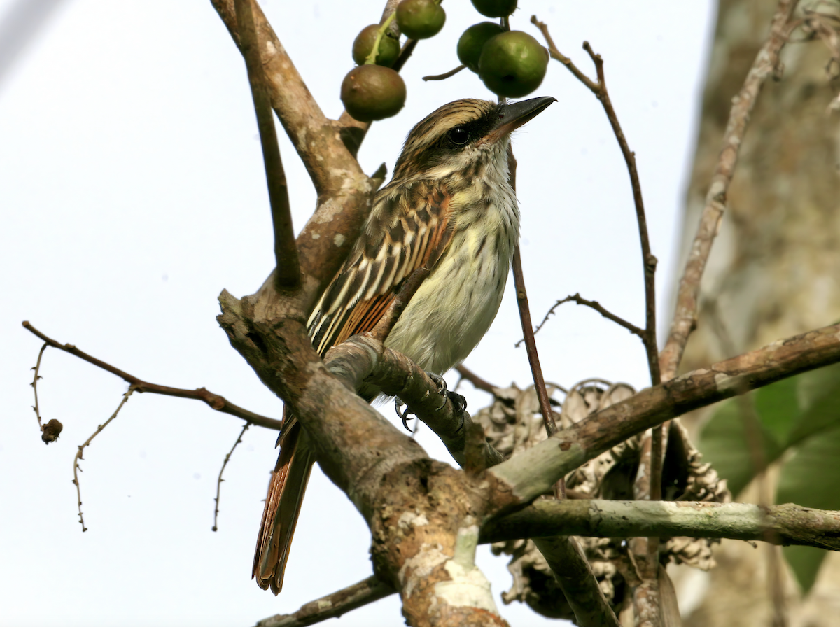 Streaked Flycatcher - ML620425750