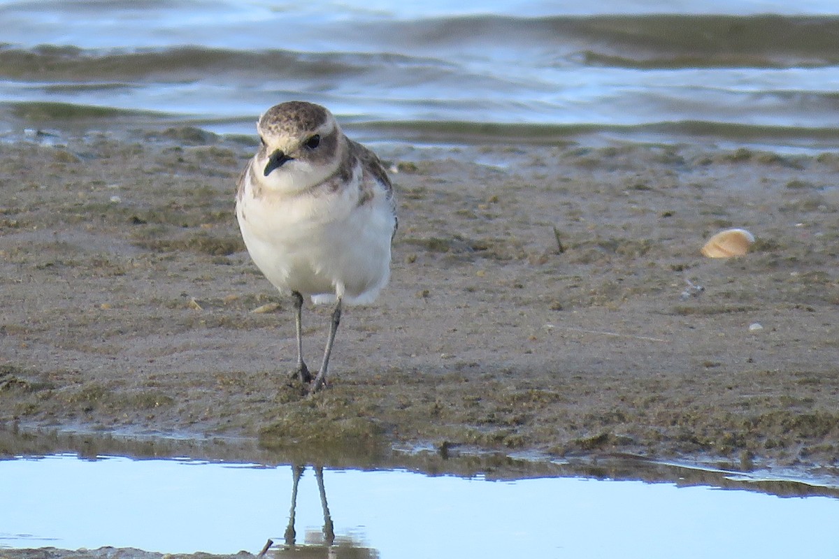 Double-banded Plover - ML620425751