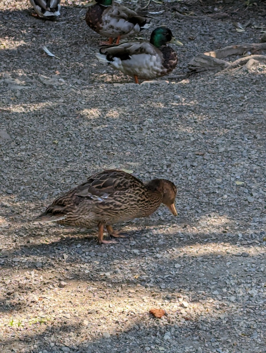 Canard colvert - ML620425753