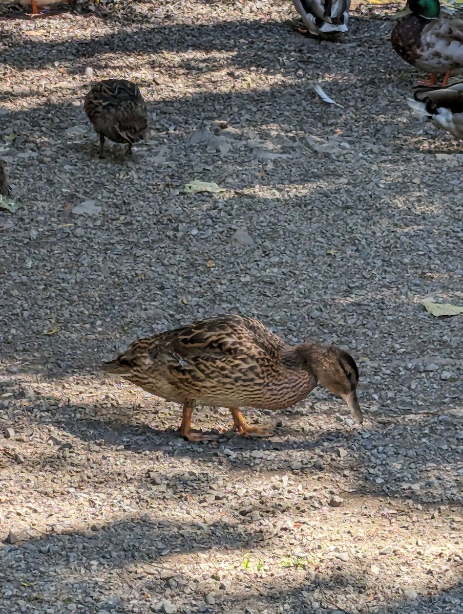 Canard colvert - ML620425754