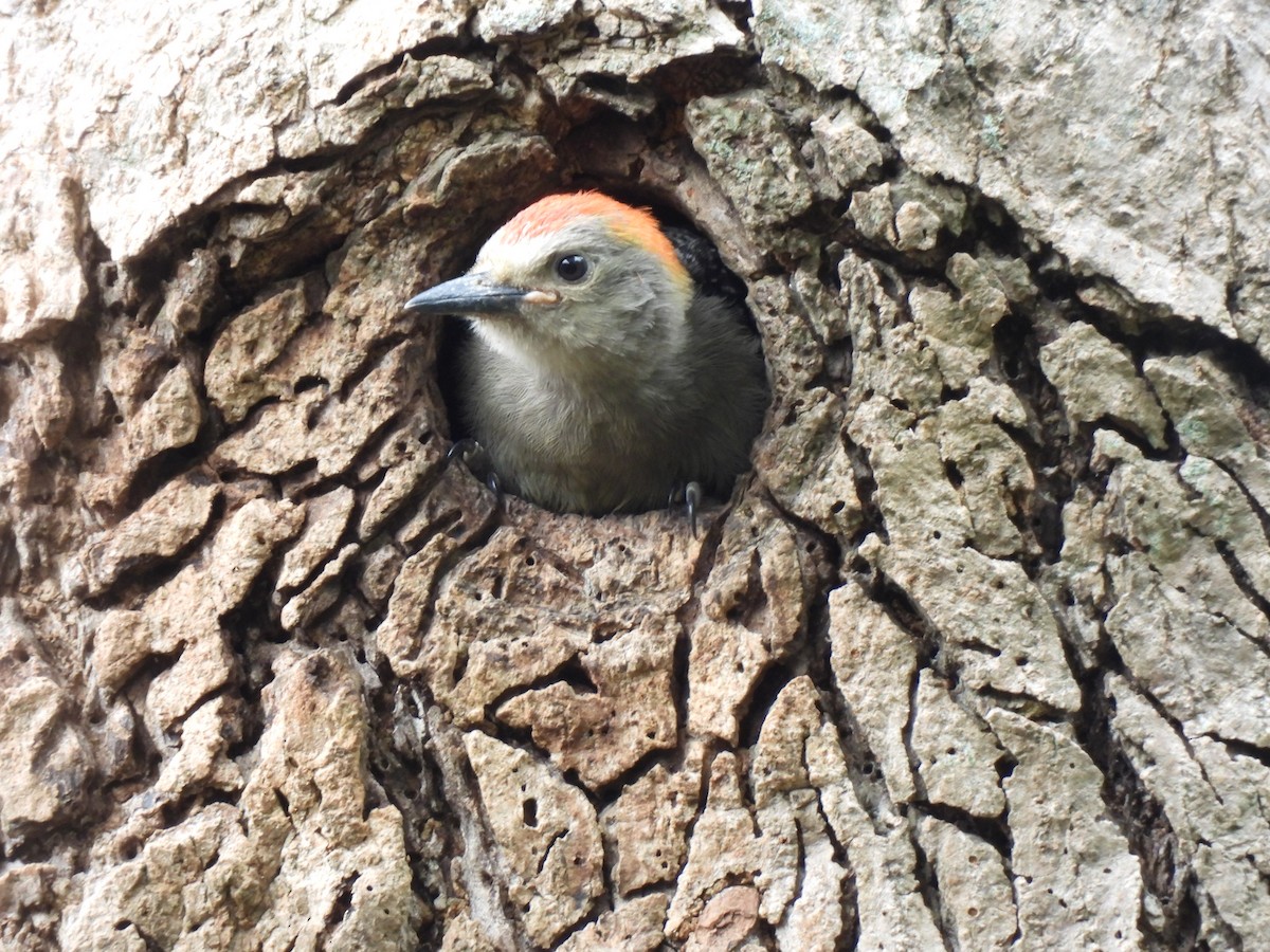 Golden-fronted Woodpecker - ML620425771