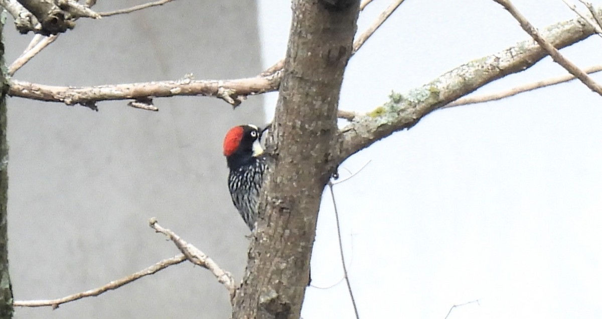 Acorn Woodpecker - ML620425772