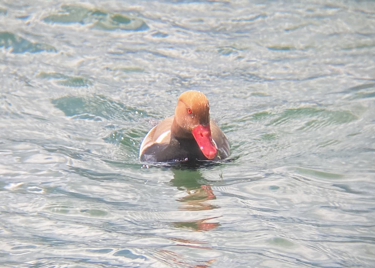 Red-crested Pochard - ML620425773