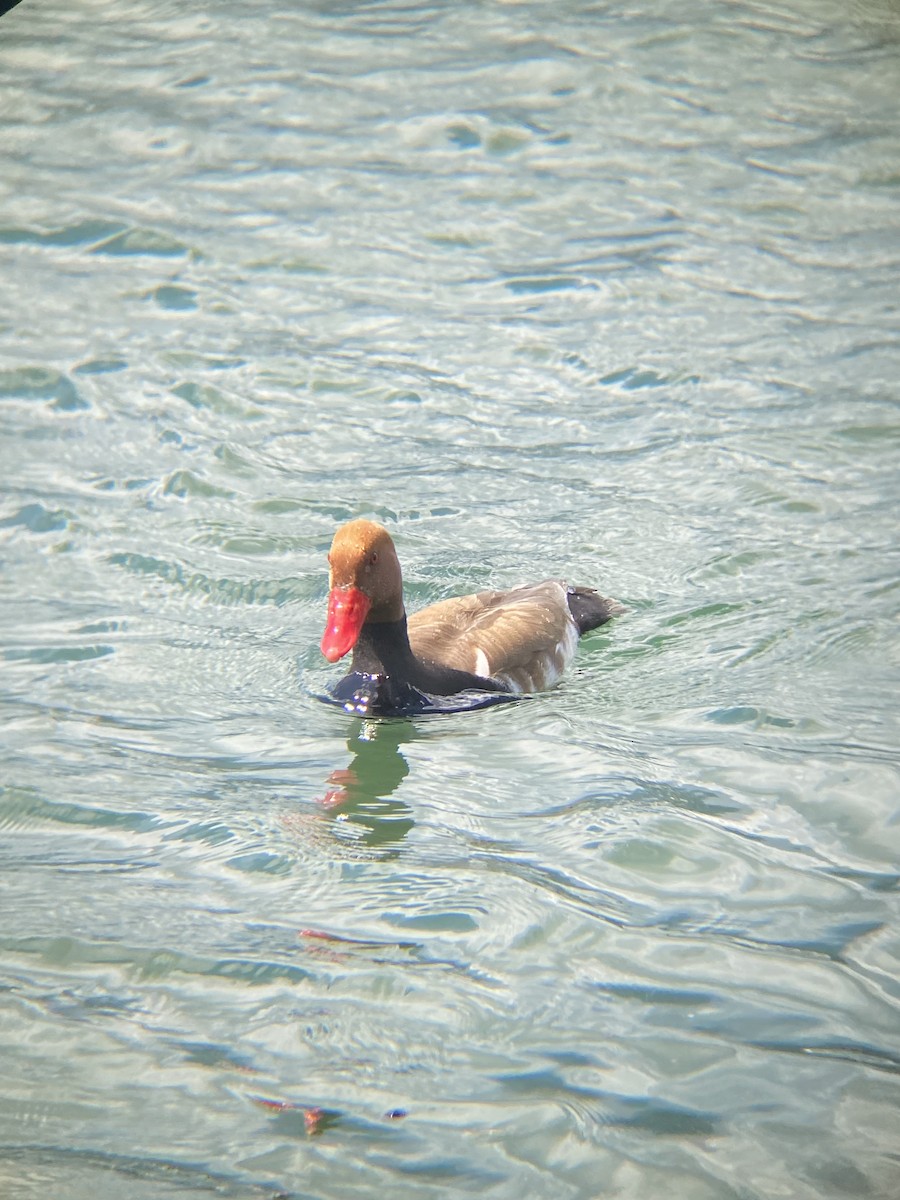 Red-crested Pochard - ML620425774