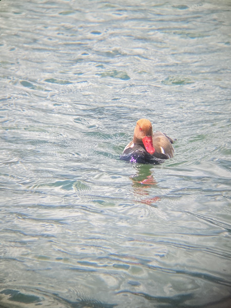 Red-crested Pochard - ML620425775