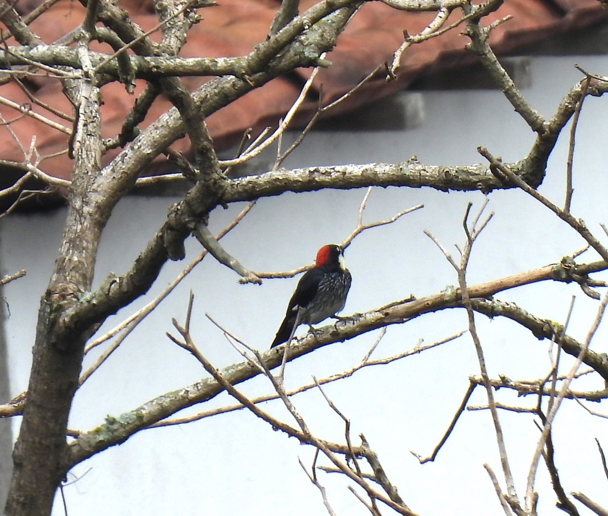 Acorn Woodpecker - ML620425776