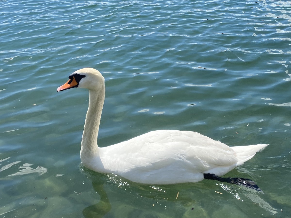 Mute Swan - ML620425780