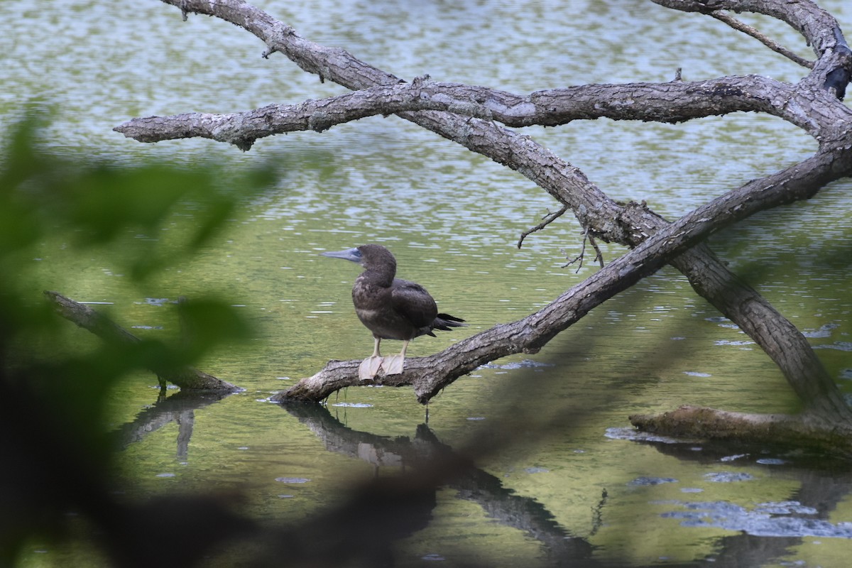 Brown Booby - ML620425795