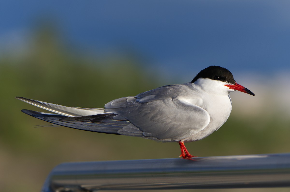 Common Tern - ML620425796