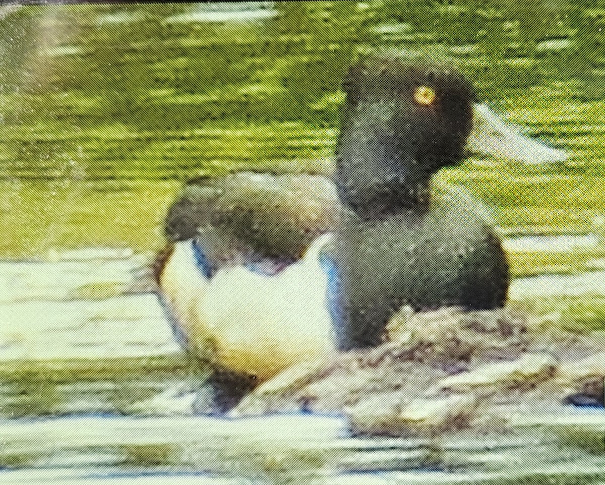 Ring-necked Duck - ML620425798