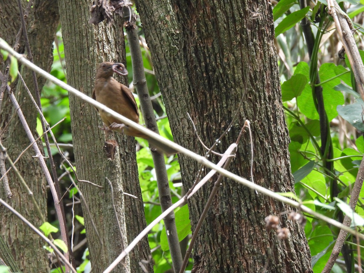 Clay-colored Thrush - ML620425800