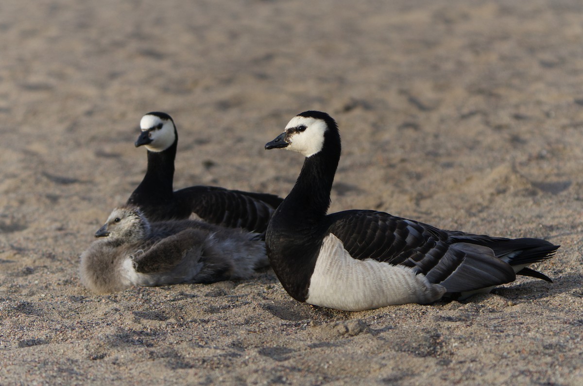 Barnacle Goose - ML620425810