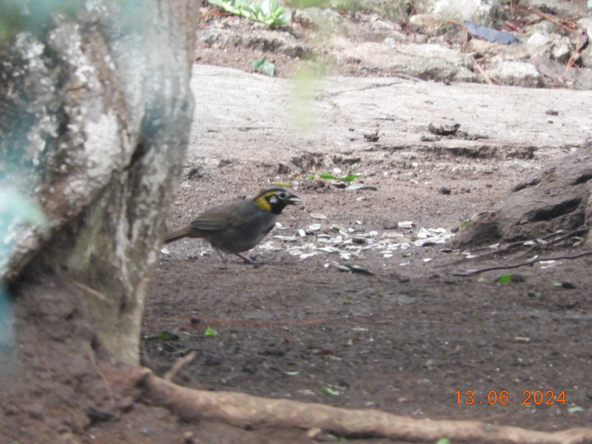 White-eared Ground-Sparrow - ML620425813