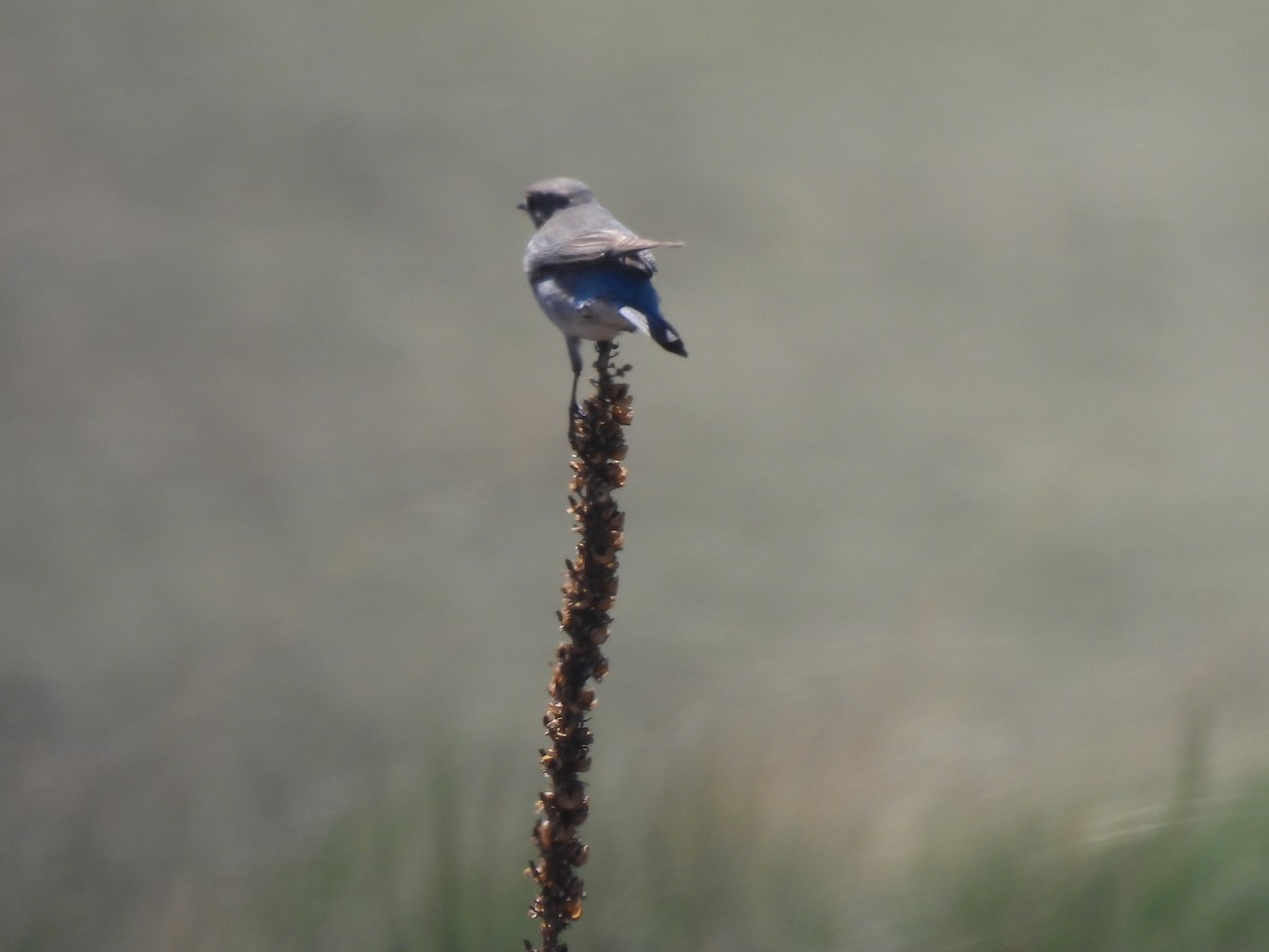 Mountain Bluebird - ML620425814