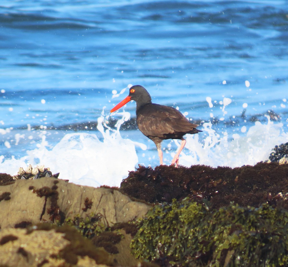 Black Oystercatcher - ML620425816