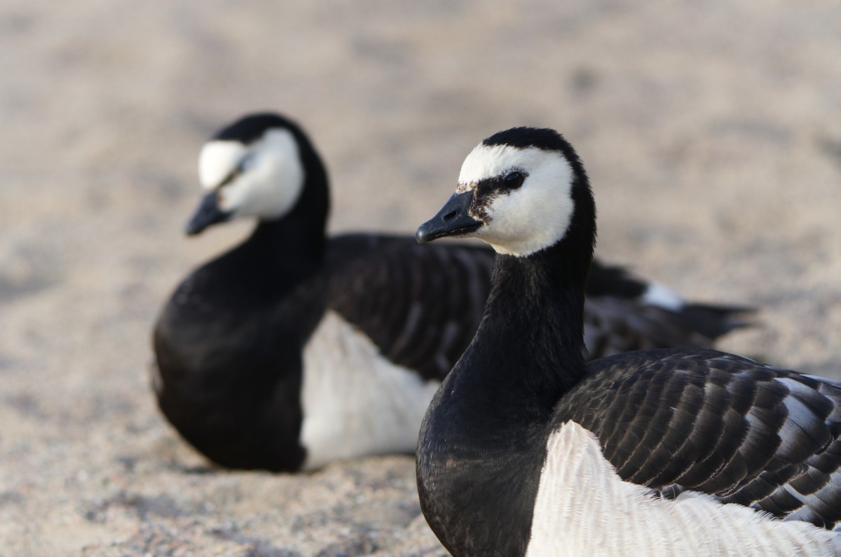 Barnacle Goose - ML620425819