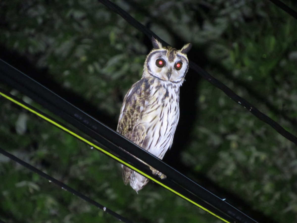 Striped Owl - ML620425822