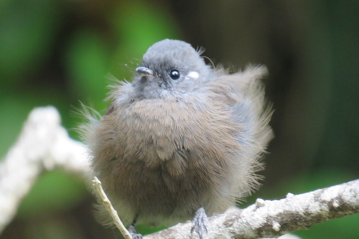 New Zealand Fantail - ML620425825