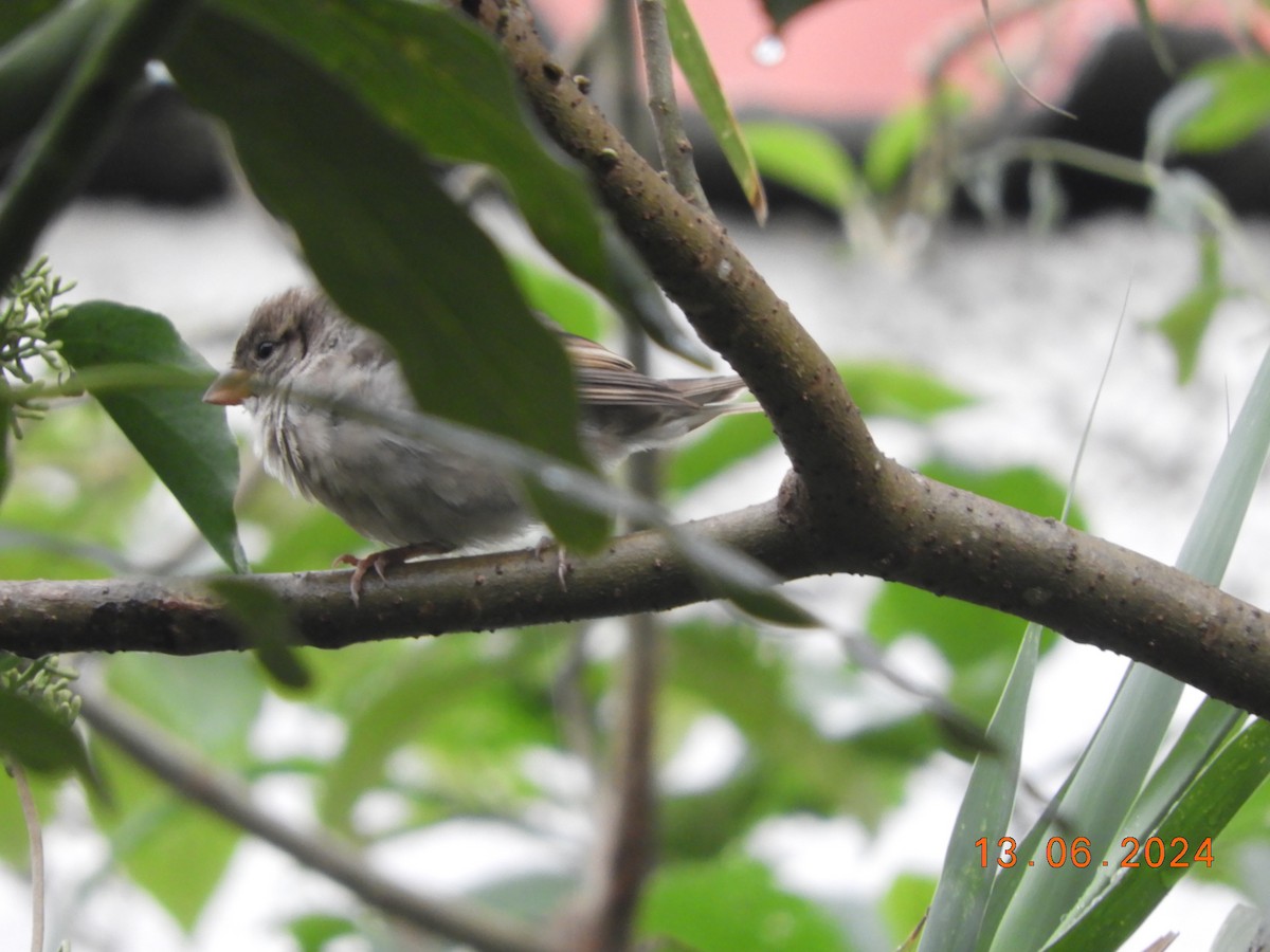 House Sparrow - ML620425829