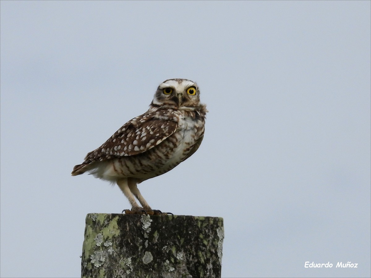 Burrowing Owl - ML620425832