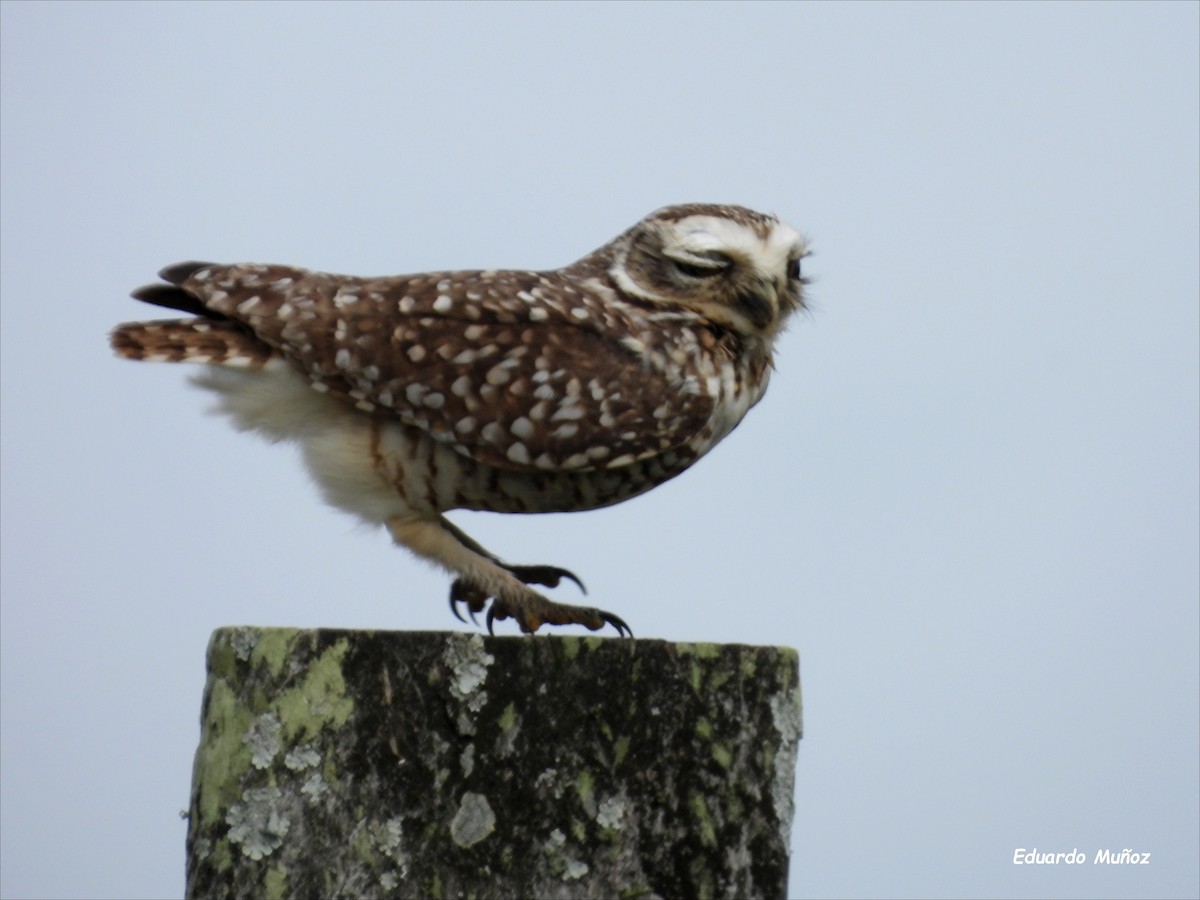 Burrowing Owl - ML620425833