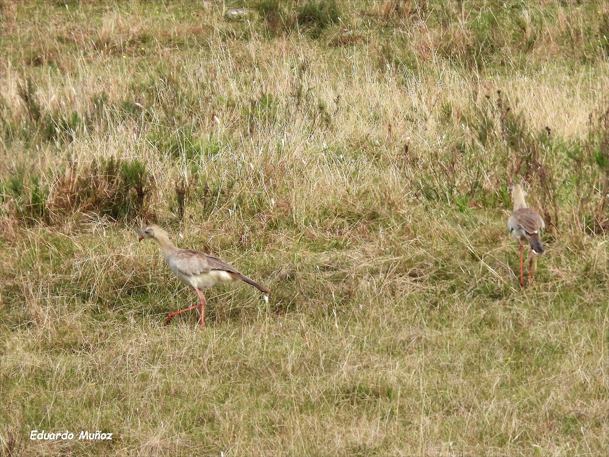 Red-legged Seriema - ML620425835