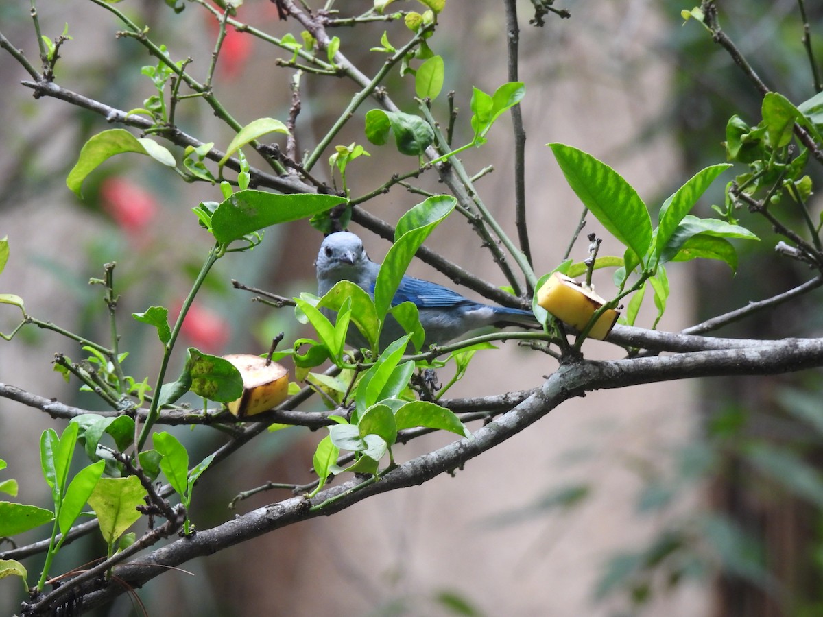 Blue-gray Tanager - ML620425836