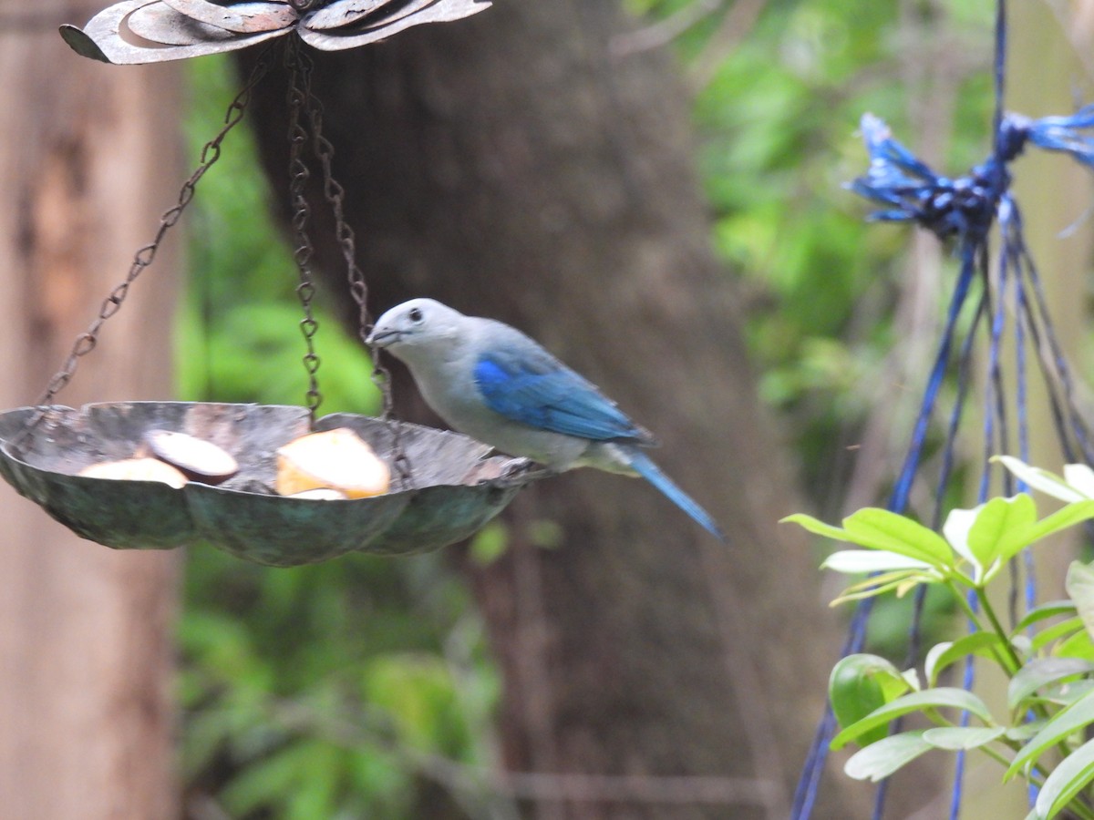 Blue-gray Tanager - ML620425837