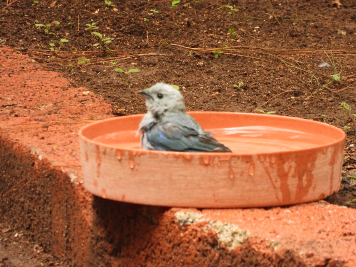 Blue-gray Tanager - ML620425838