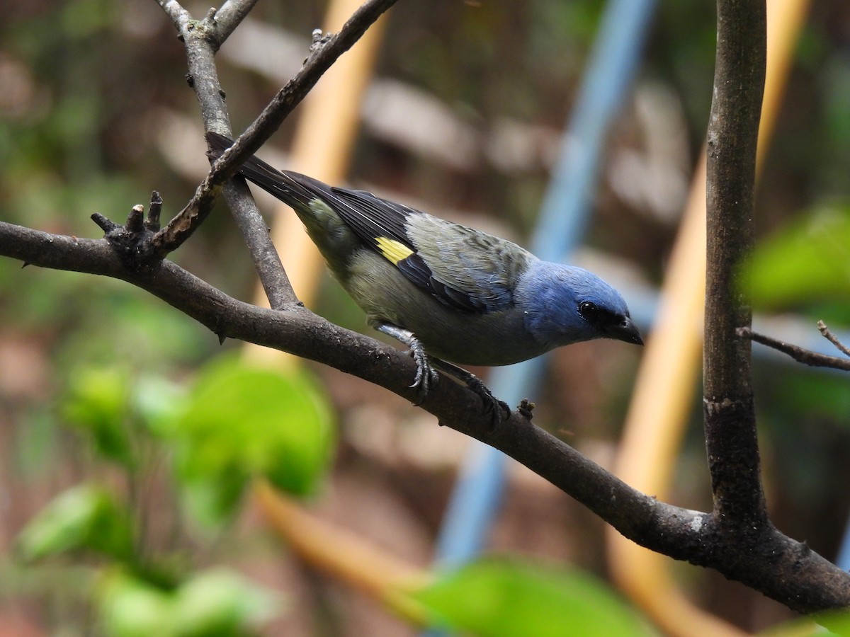 Yellow-winged Tanager - ML620425841