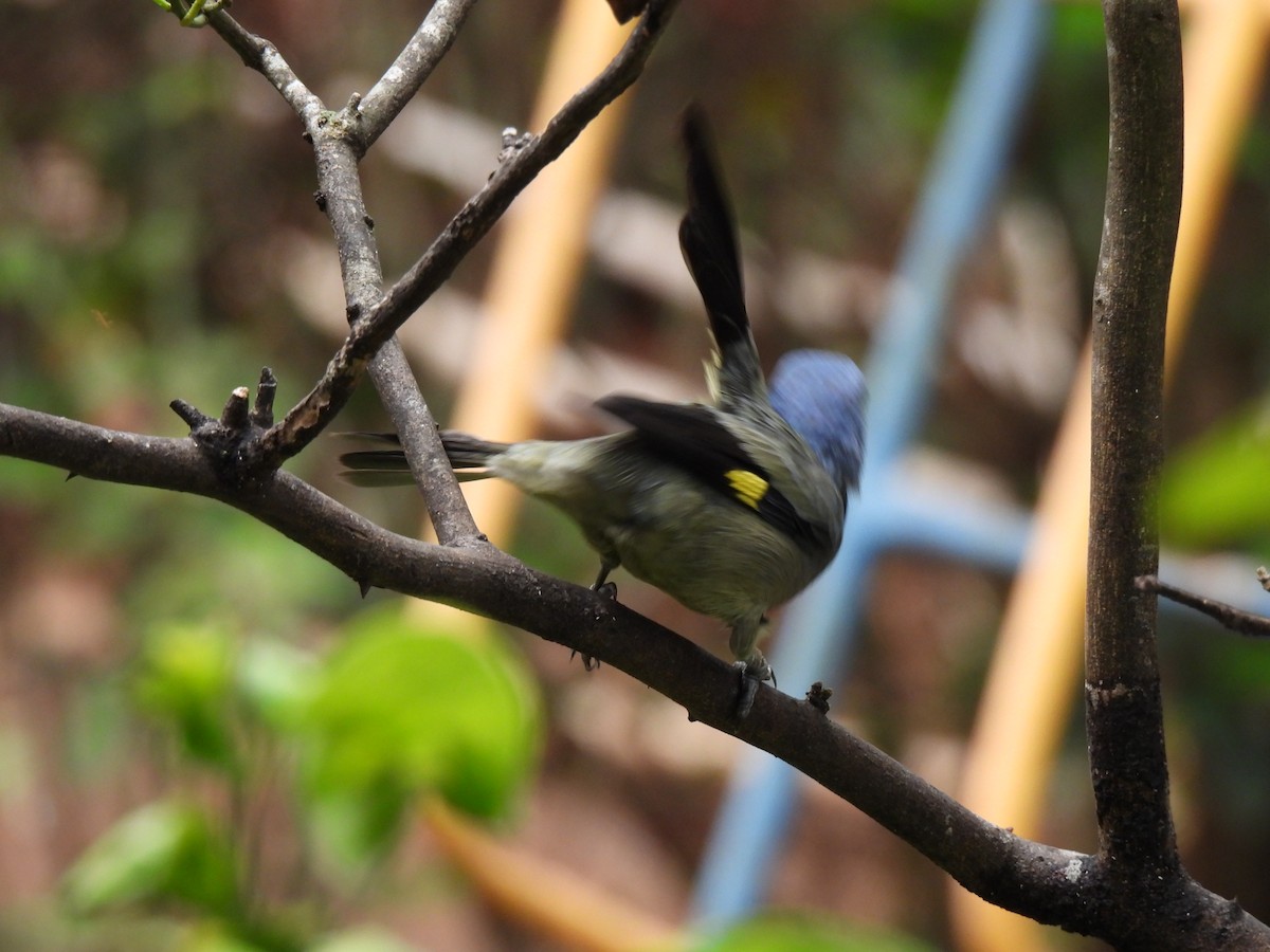 Yellow-winged Tanager - ML620425843